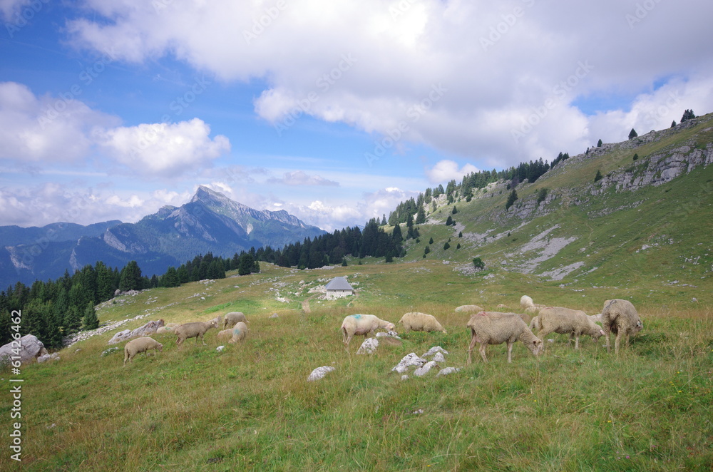 moutons à l'alpage - chartreuse