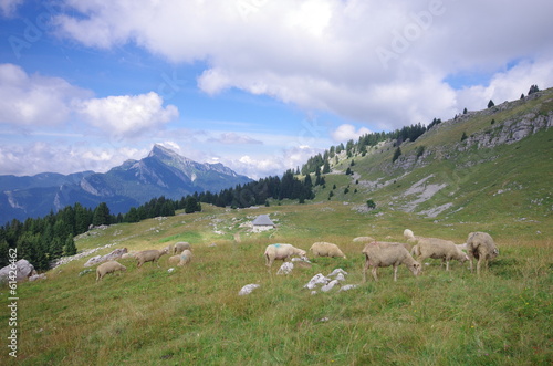 moutons    l alpage - chartreuse
