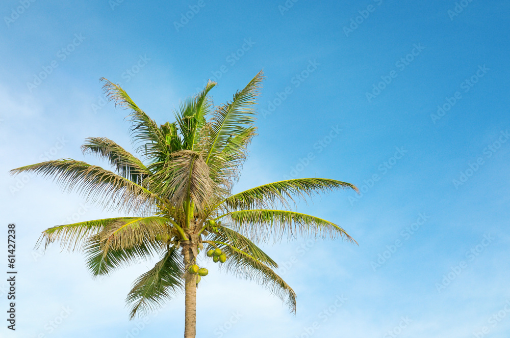 high palm on background of blue sky