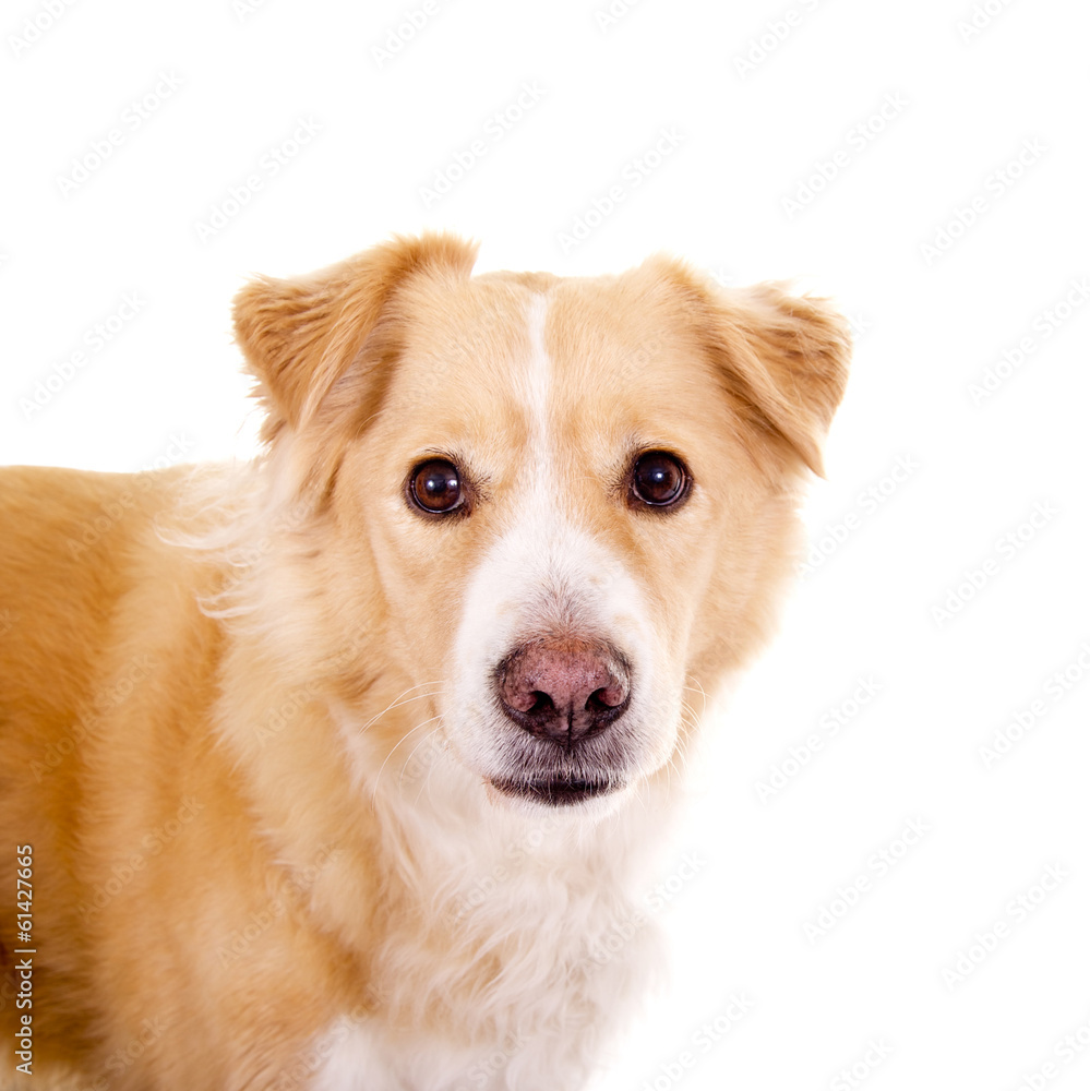 Fototapeta premium Aufmerksamer Hund
