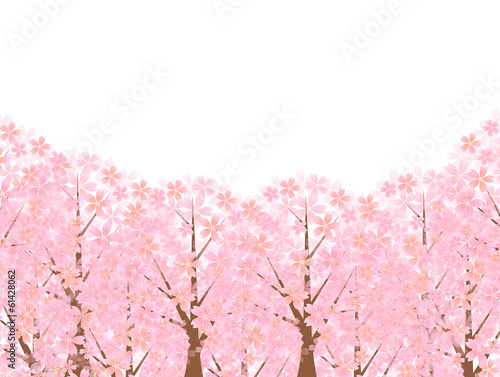 桜 さくら 背景
