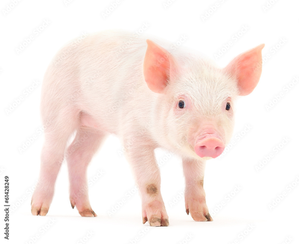 Pig on white Pig on white