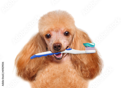 brushing teeth dog