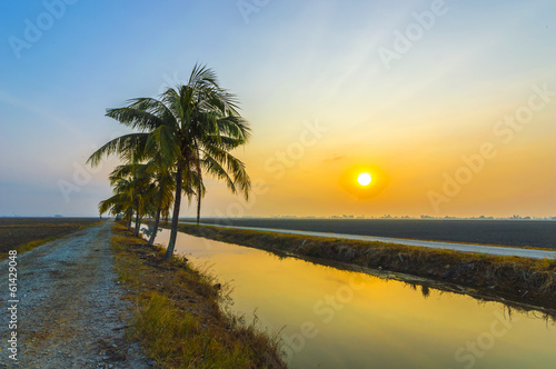 Coconut tree with sunrise background at the empty field