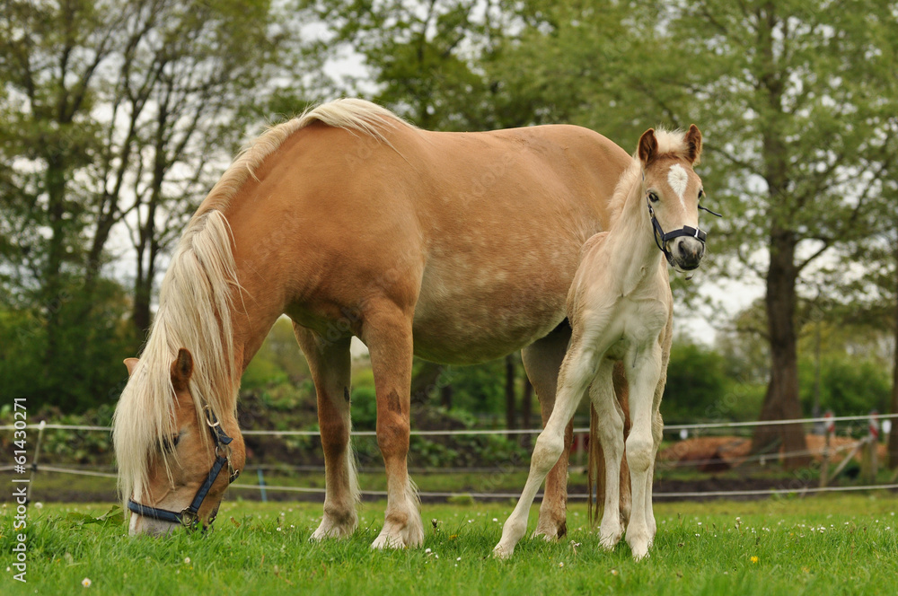 A Haflinger mare and foal