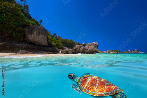 Green Turtle at Similan Islands