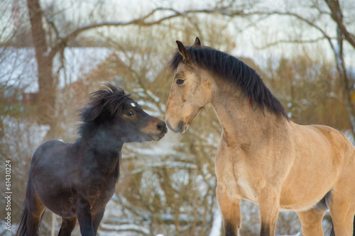 Horse and pony in love