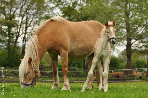 A Haflinger mare and foal