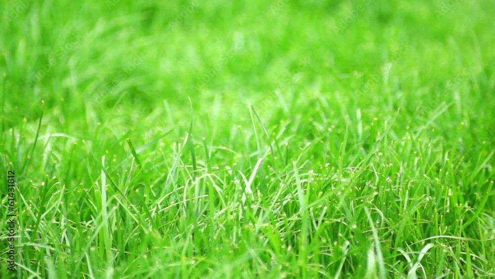 green grass green grass