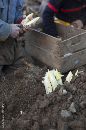 Harvesting endives/chicorei
