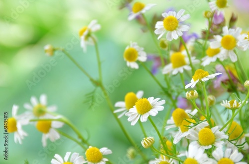 chamomile flowers in garden © Botamochy