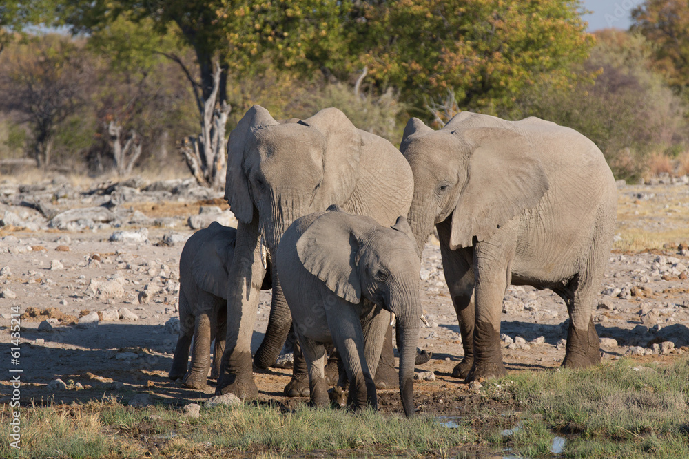 Fototapeta premium Elephants in Etosha