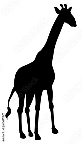 shadow of a giraffe
