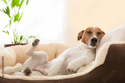 Obraz w ramie siesta dog