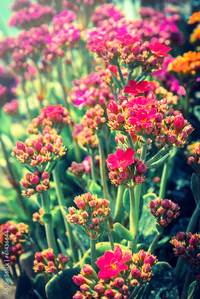 Obraz premium Red flowers blossom.