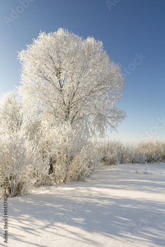 dressed in hoarfrost 7