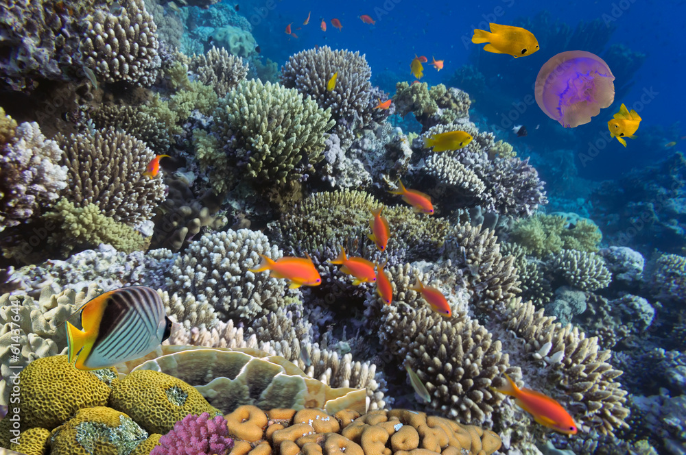 Fototapeta Podwodne życie Morza Czerwonego w Egipcie