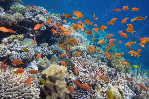 Tropical Fish on coral reef