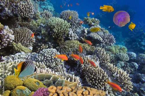 Underwater life of Red sea in Egypt #61437644