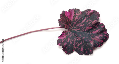 Fotografija Heuchera Midnight Rose