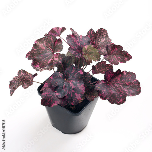 Slika na platnu Heuchera Midnight Rose in a pot
