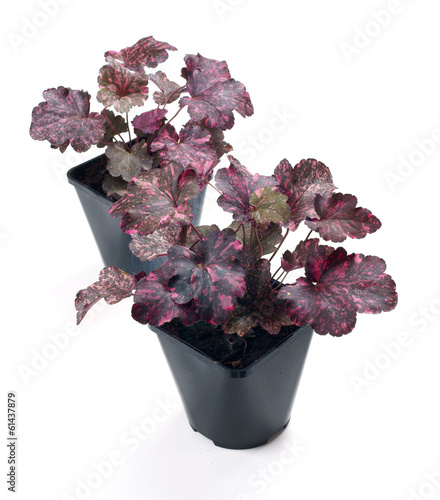 Heuchera Midnight Rose in a pot