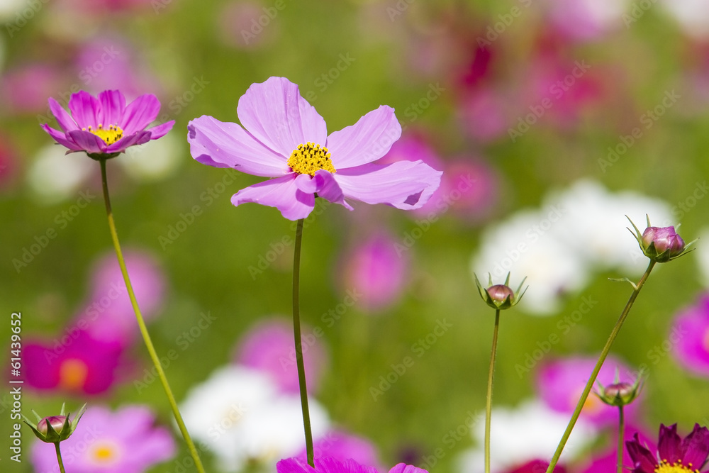 Fototapeta premium Cosmos Flower