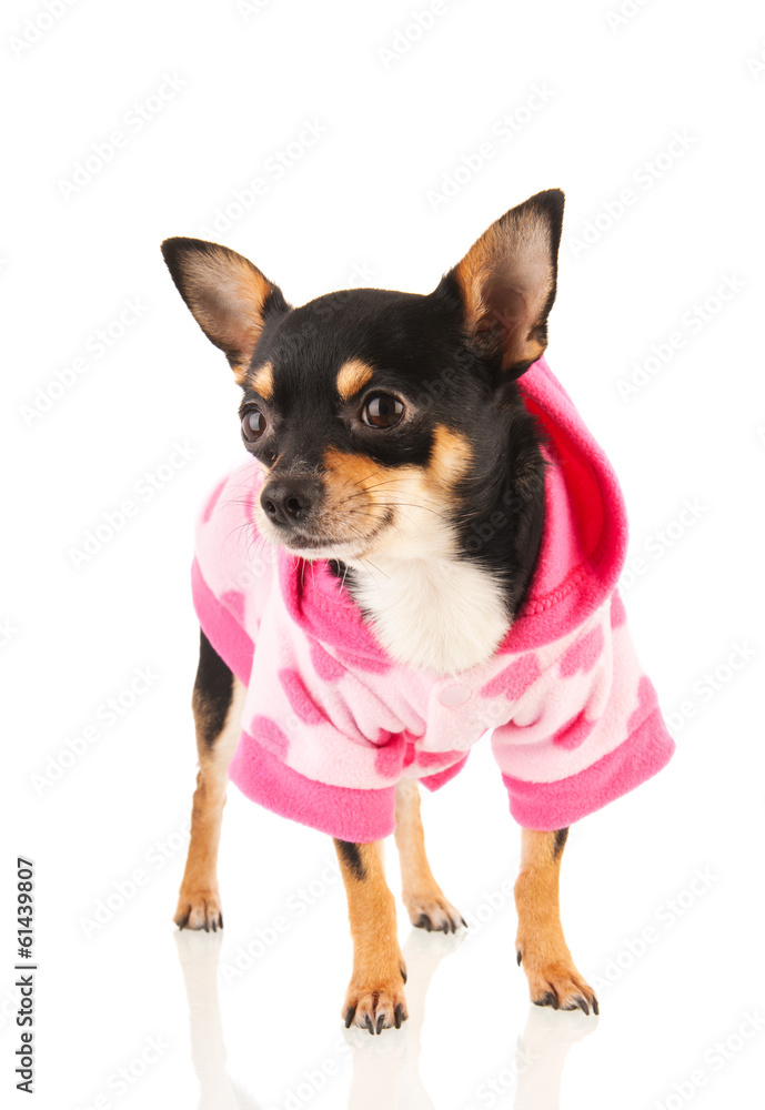 Chihuahua isolated over white background Chihuahua isolated over white background
