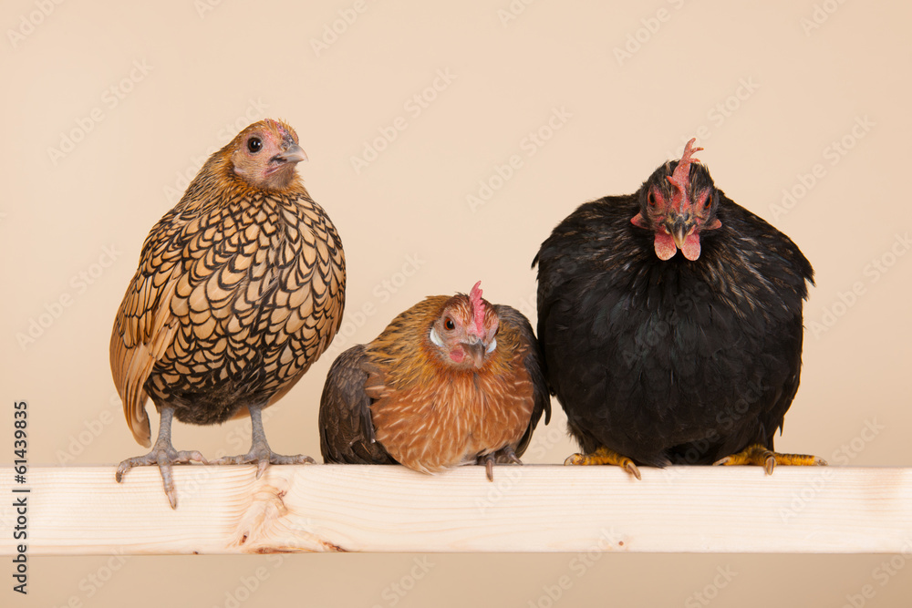 Fototapeta premium chicken on stick