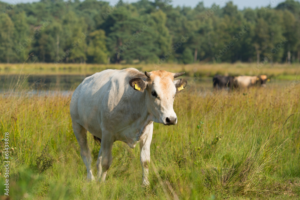 Nature landscape with cows in water Nature landscape with cows in water