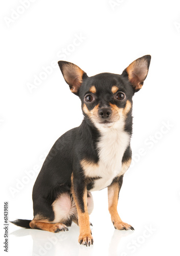 Chihuahua isolated over white background