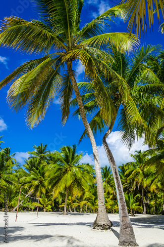 Beautiful palms on sandy Caribbean beach in Dominicana