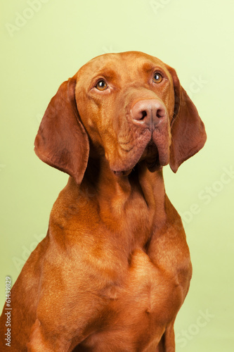 Hungarian or Magyar Vizsla