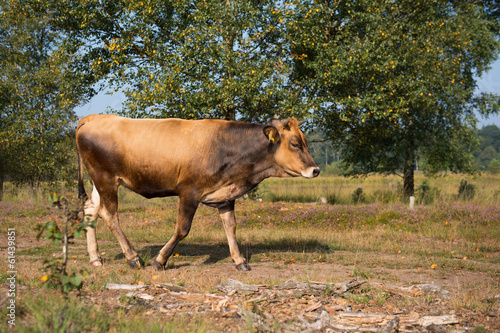 Nature landscape with cows in water photo