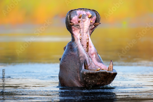 Hippopotamus displaying aggressive behavior