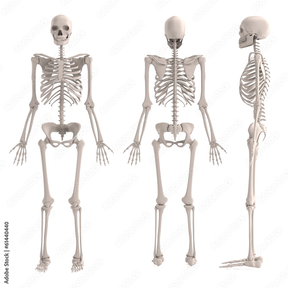 realistic 3d render of male skeleton realistic 3d render of male skeleton