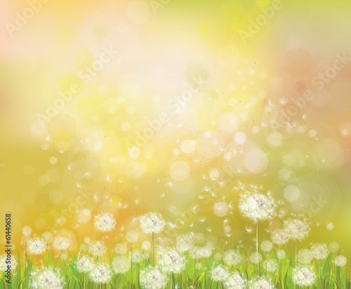 Vector sunshine  background with white dandelions.