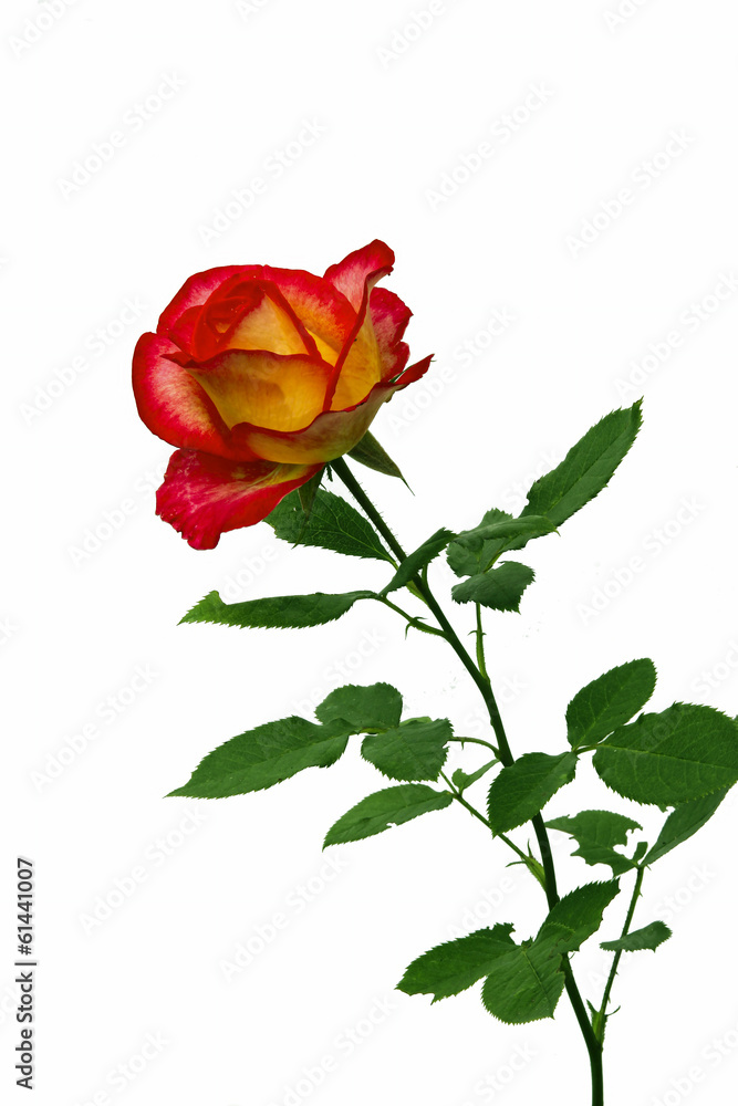 Obraz premium Bright flower red and yellow roses isolated