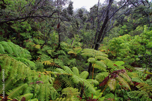 Rain forest in thurston lava tube surroundings photo