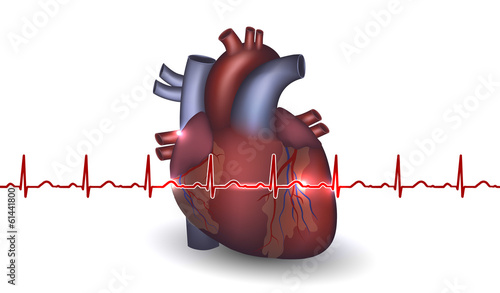 Heart anatomy and cardiogram on a white background