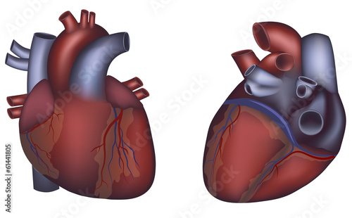 Human heart detailed anatomy, colorful design