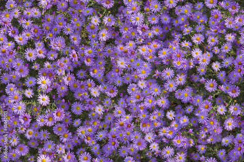 Seamless flowers pattern