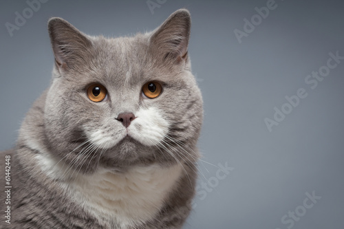 British Shorthair Cat © Ezio Gutzemberg