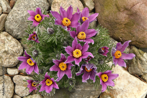 pasqueflower