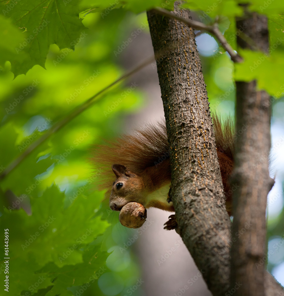Red squirrel on tree with walnut in mouth. Red squirrel on tree with walnut in mouth.