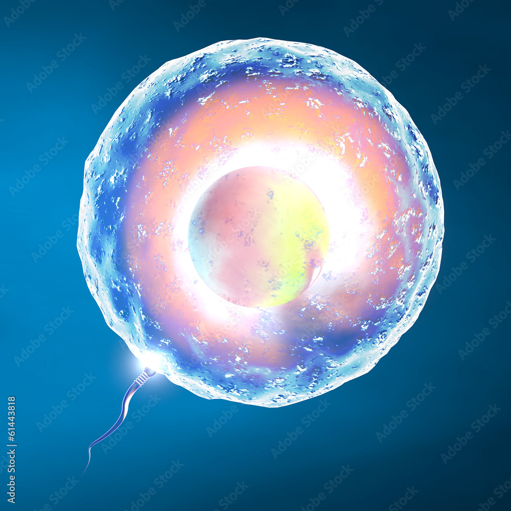 Concepimento ovulo e spermatozoo - obrazy, fototapety, plakaty 