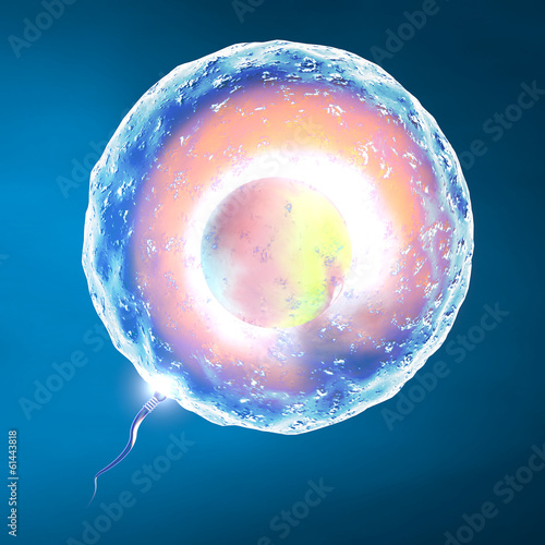 Concepimento ovulo e spermatozoo photo