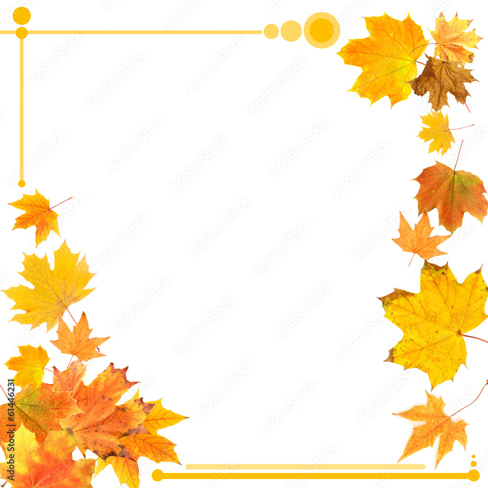 Beautiful colored autumn leaves isolated on white Beautiful colored autumn leaves isolated on white