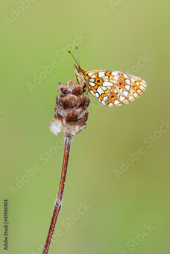 Small Pearl-bordered Fritillary - Boloria selene
