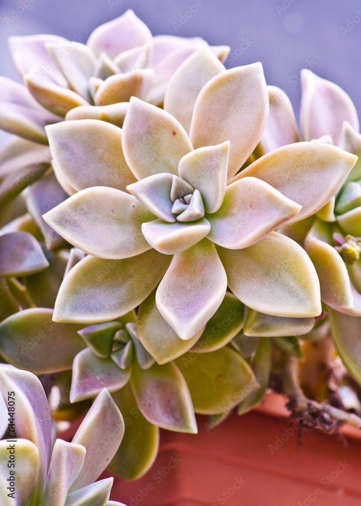 Fototapeta premium Succulent close up